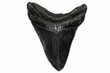 Fossil Megalodon Tooth - South Carolina #356851-1